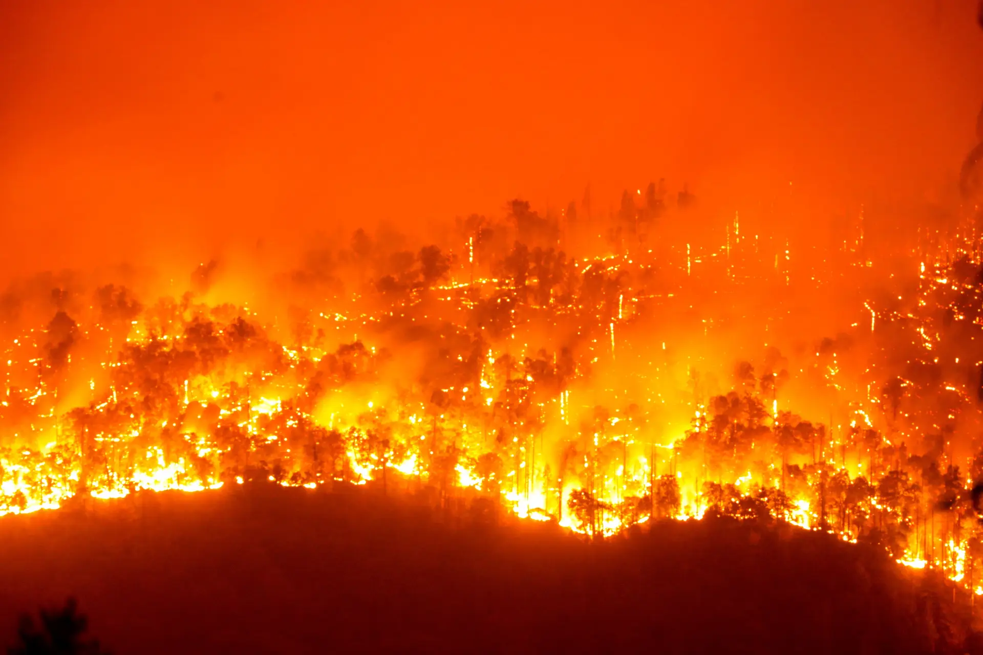 Apague o fogo com um balde de água. incêndios florestais no verão. plano