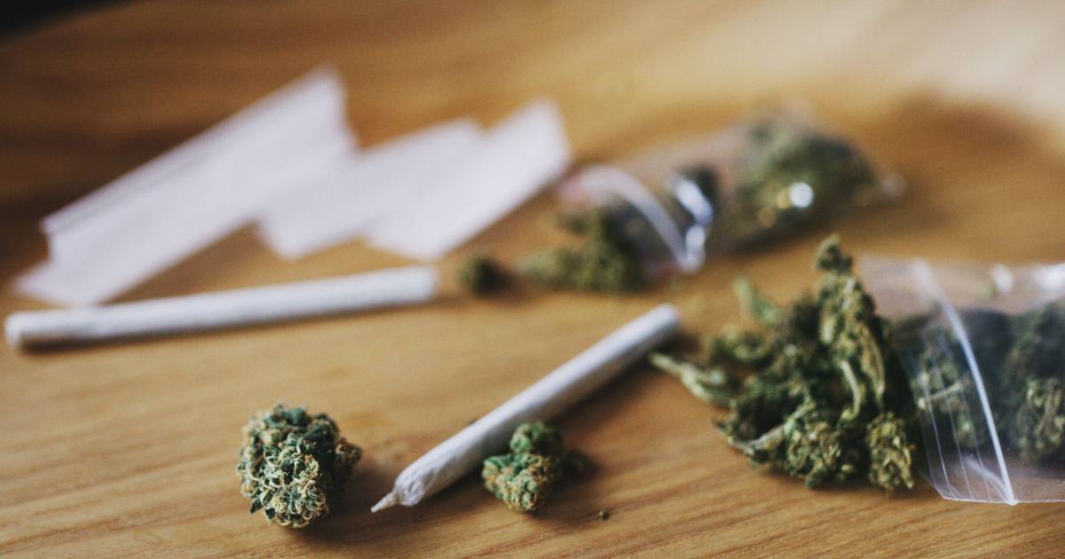 Canábis: Quanto mais jovem se inicia o consumo, maiores os riscos para a saúde física e mental — adolescentes são os mais afetados