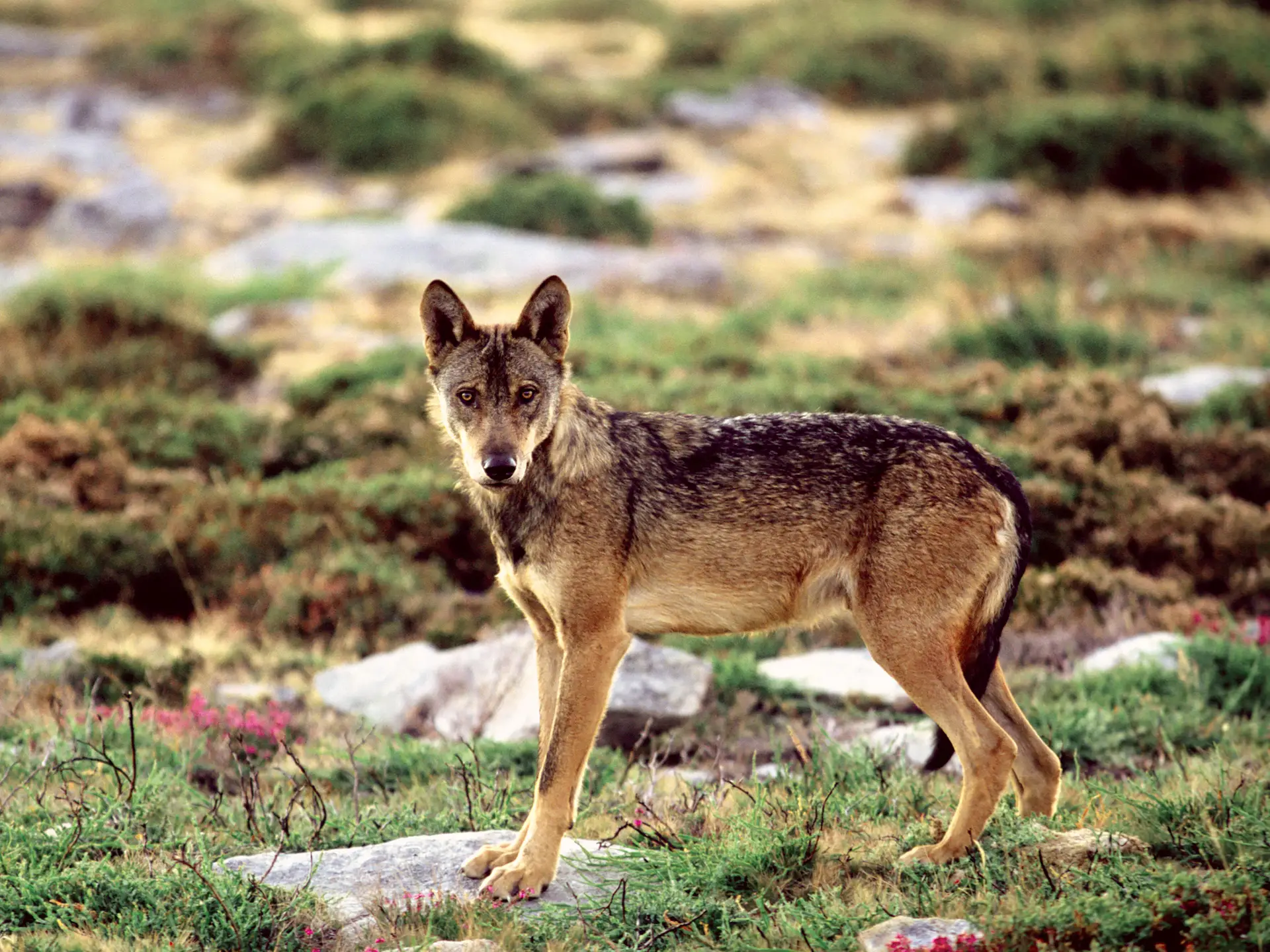 Na Rota da Terra Fria: Lobos, veados e a cascata secreta do Poço Negro
