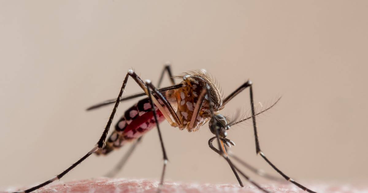 Mosquito com dengue identificado em armadilha na Madeira