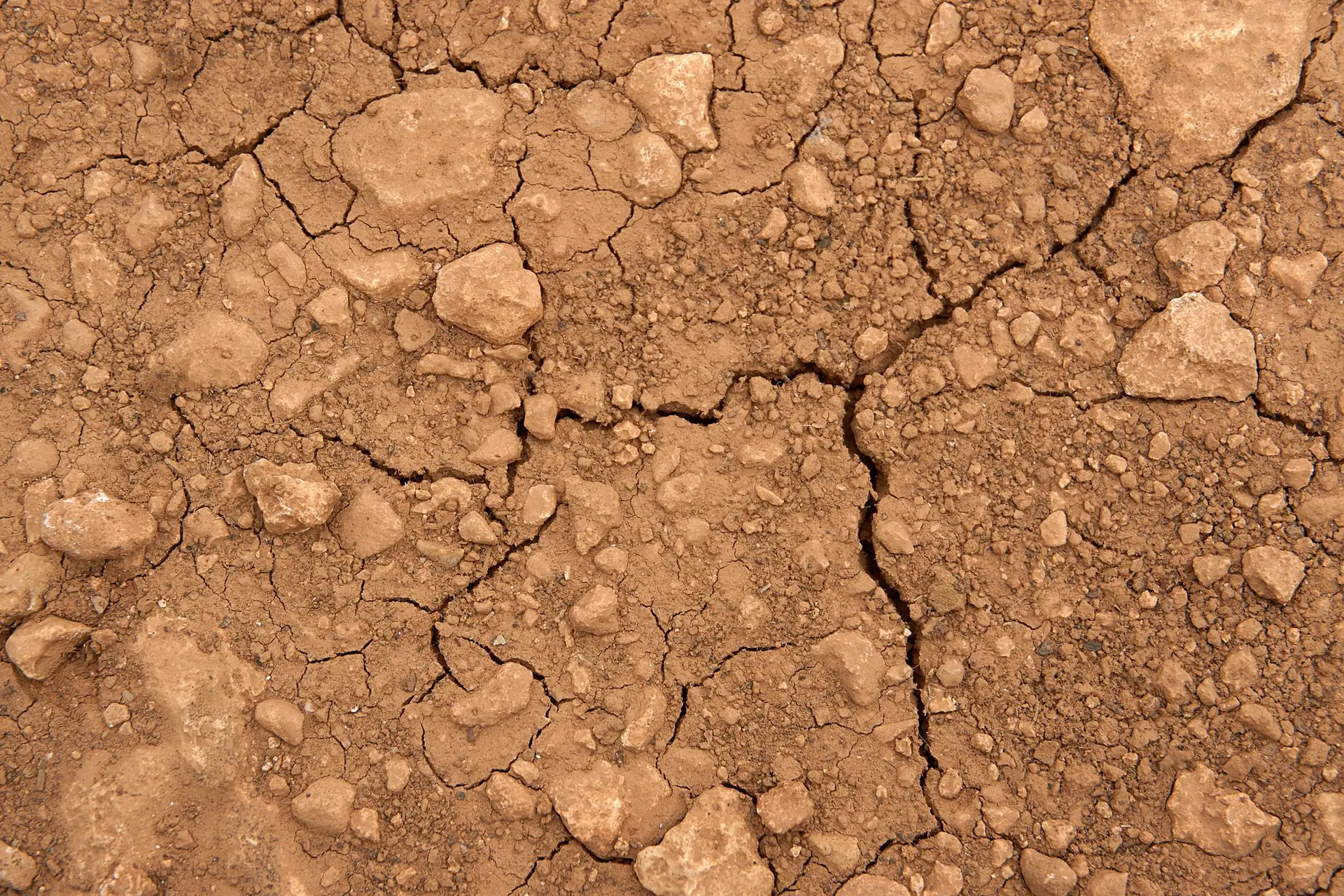 Seca altera ritmo biológico natural das plantas e antecipa a primavera ...