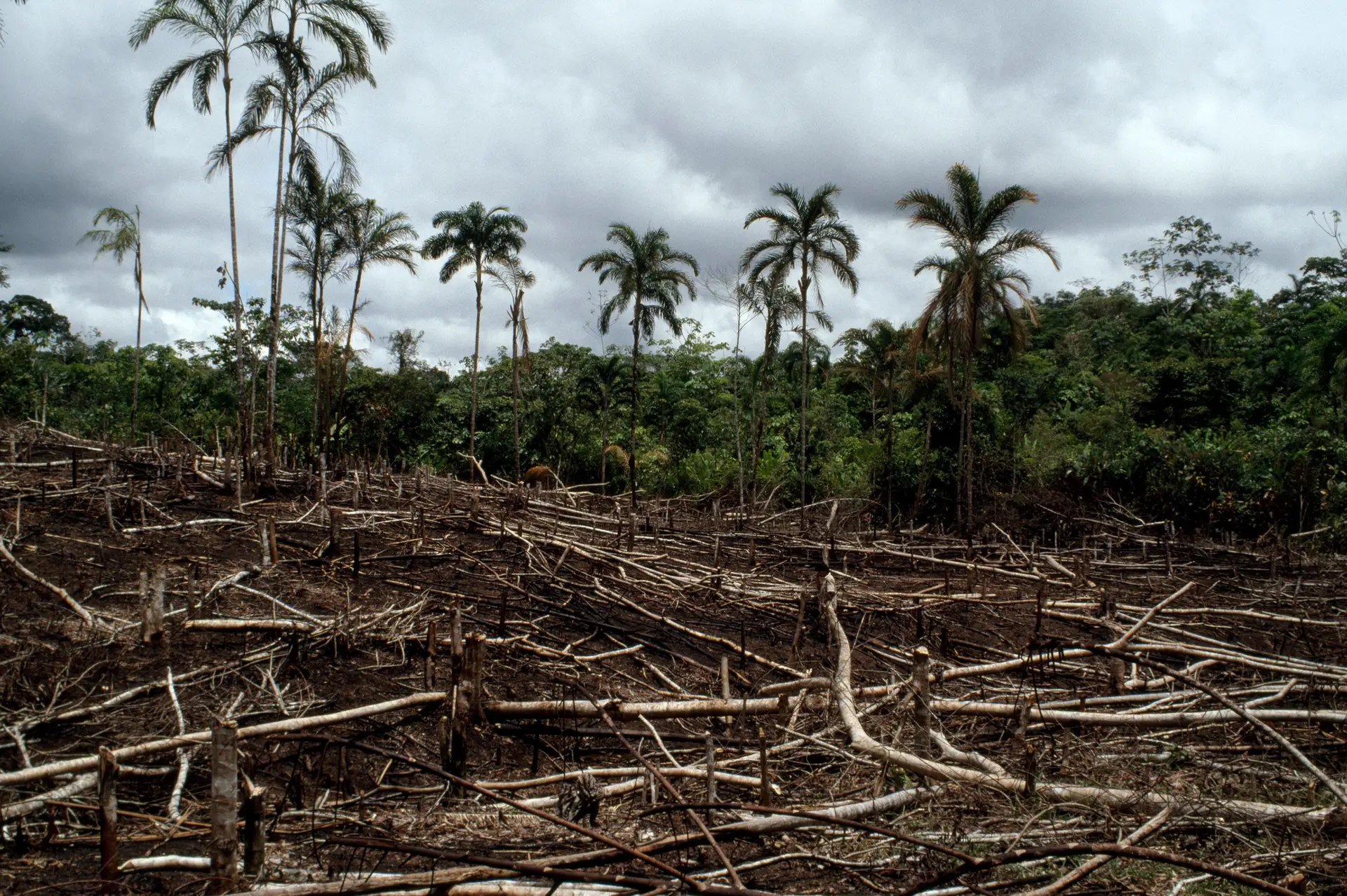 Alterações climáticas colocam Amazónia em risco de se transformar em savana