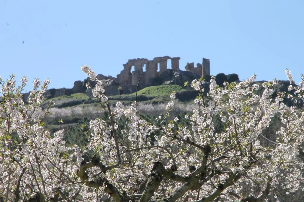 Amendoeiras em flor em Figueira de Castelo Rodrigo