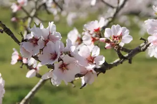 Amendoeiras em flor