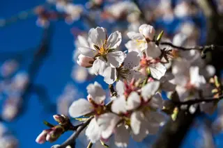 Amendoeiras em flor