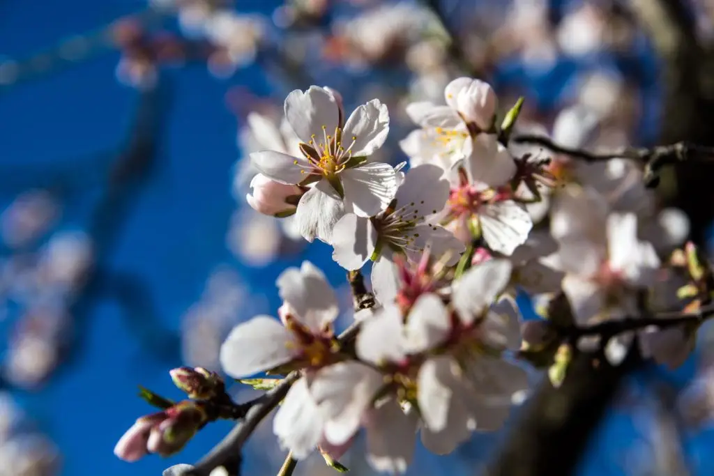 Amendoeiras em flor