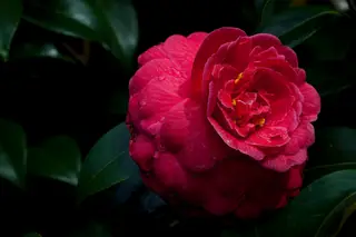 Parque Terra Nostra