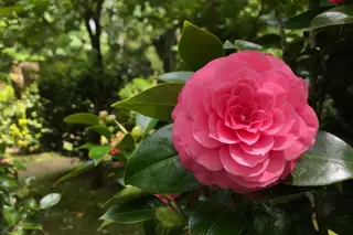 Parque Terra Nostra