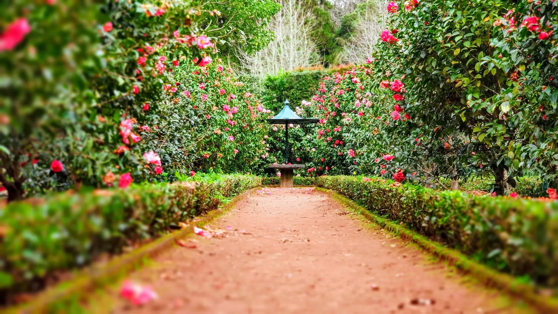 Florescer das camélias: um espetáculo da natureza para viver durante um mês no Parque Terra Nostra