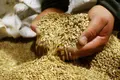 Plano do Governo para os cereais atrasa-se 10 anos