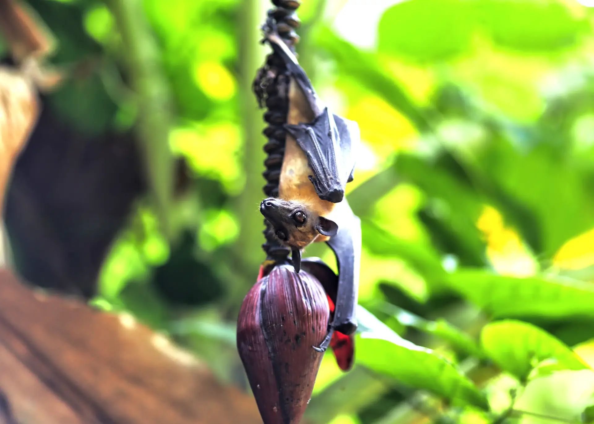 Morcego frutífero africano da espécie Eidolon helvum que perdeu o comportamento migratório devido à disponibilidade de alimento na Ilha do Príncipe, em São Tomé e Príncipe. Fotografia captada no âmbito de uma expedição da Academia das Ciências da Califórnia, Herbário CAS com o apoio do Herbário LISU.
