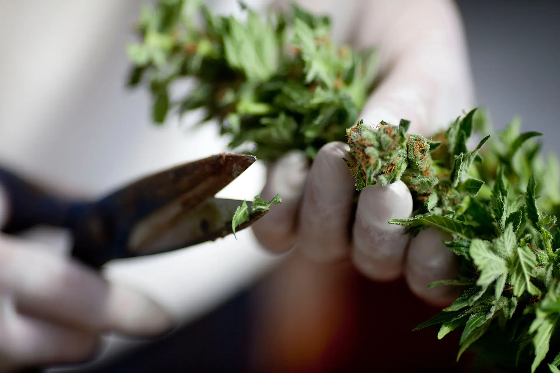 "Os medicamentos à base de canábis deveriam ser comparticipados pelo Estado"