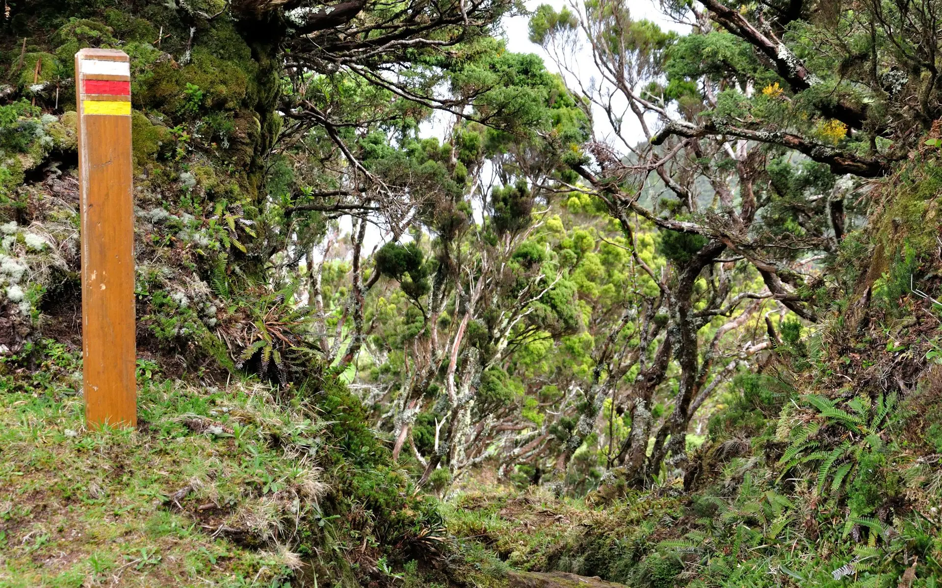 No primeiro terço do percurso (PR-1) a vegetação endémica predomina e é um regalo para a vista