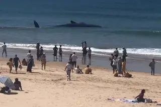 Baleia que encalhou na Costa da Caparica apresenta indícios de fraturas e já não pode ser devolvida ao mar "sem provocar mais sofrimento"
