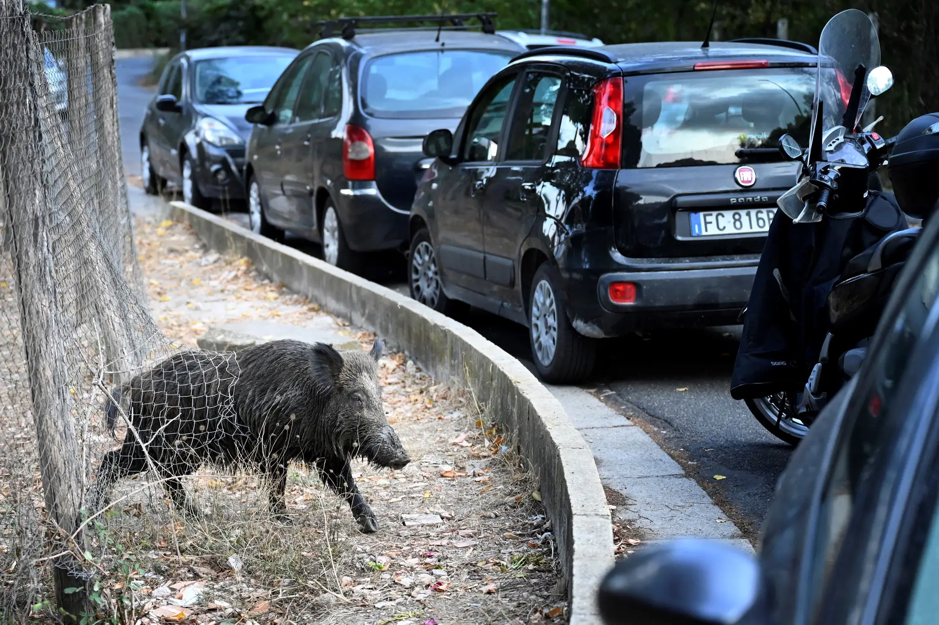 Há cinco acidentes rodoviários com animais por dia, pico acontece no outono