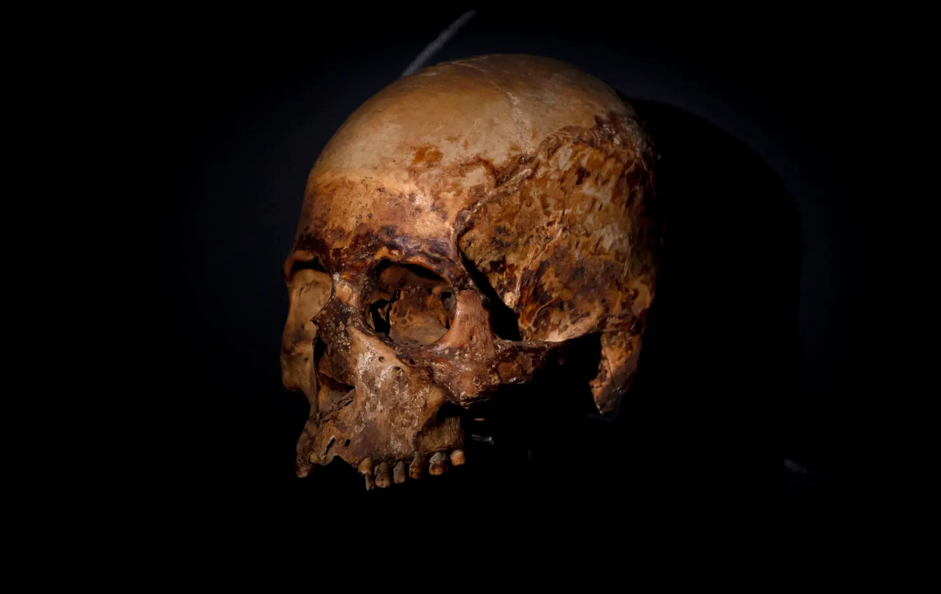 Investigador português recebe bolsa de €2,5 milhões para estudar migrações do Homo Sapiens