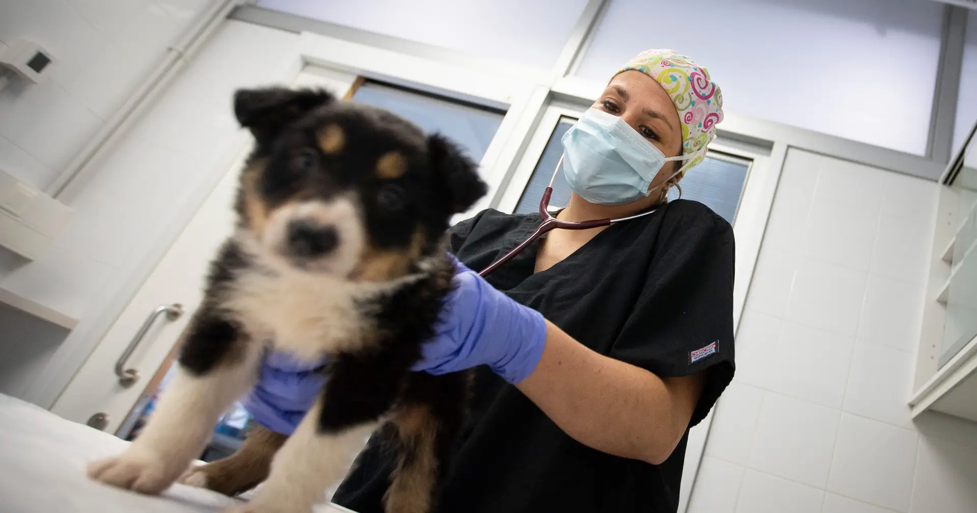 BE, Chega e PAN avançam com projetos de lei para baixar o IVA sobre os atos veterinários