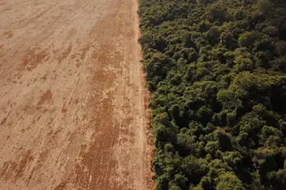 Investigação revela ligação entre produção de colagénio e desflorestação da Amazónia