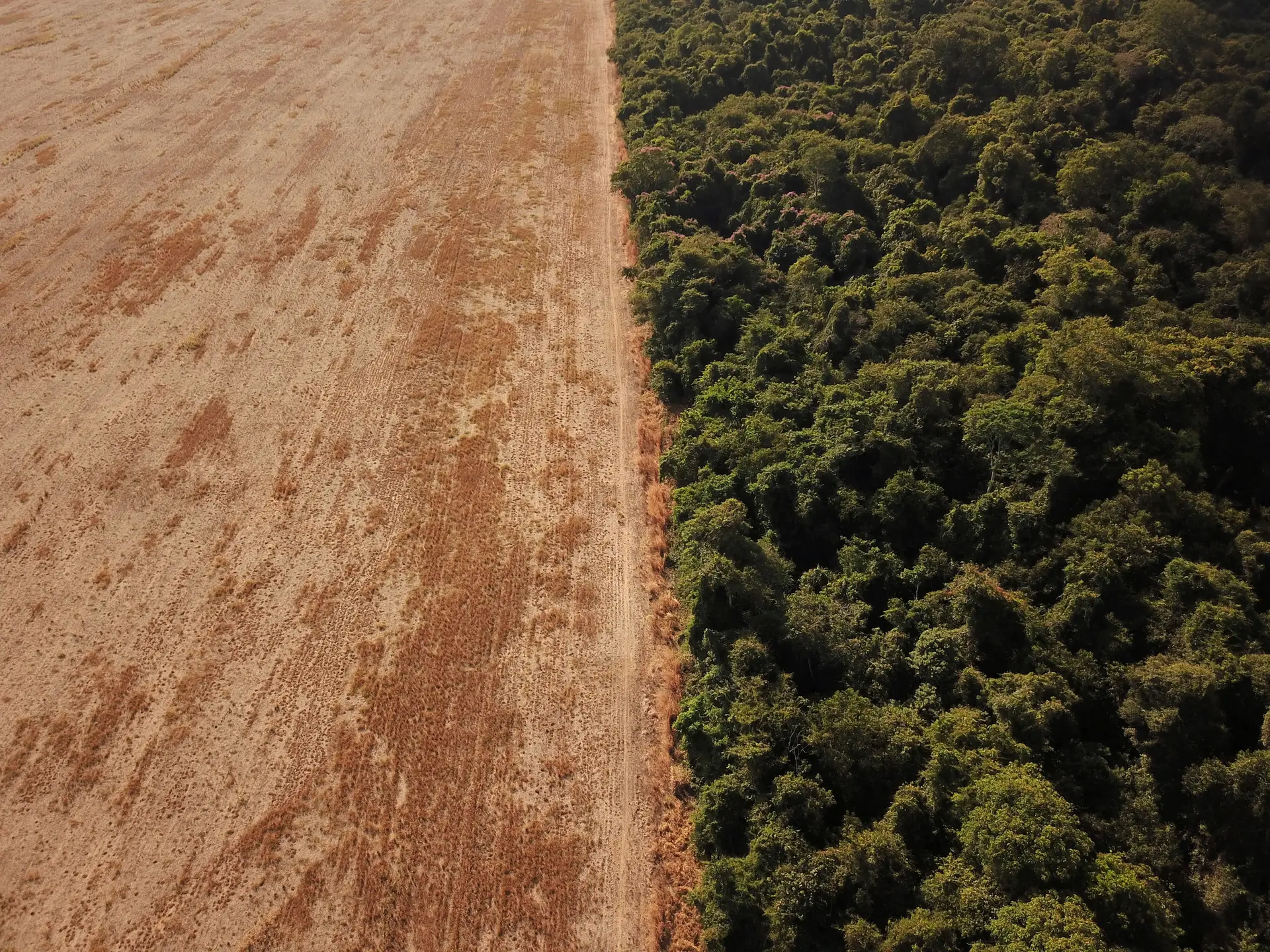 Desflorestação na Amazónia, Brasil