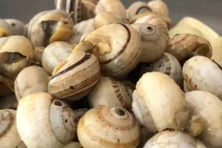 Caracol do Bairro