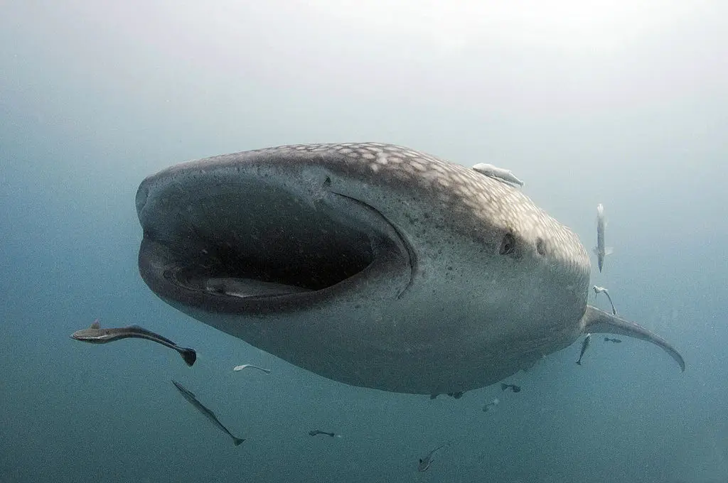 O tubarão-baleia, o maior peixe do mundo, está a morrer em “colisões com navios”