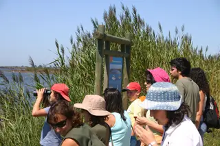 Observação de aves na Ria de Aveiro