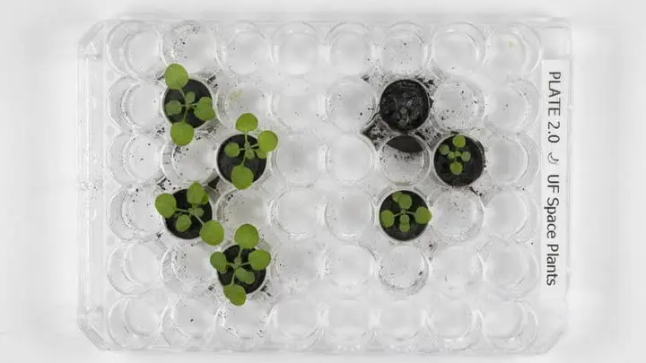Cientistas cultivaram plantas em amostras de solo lunar pela primeira vez