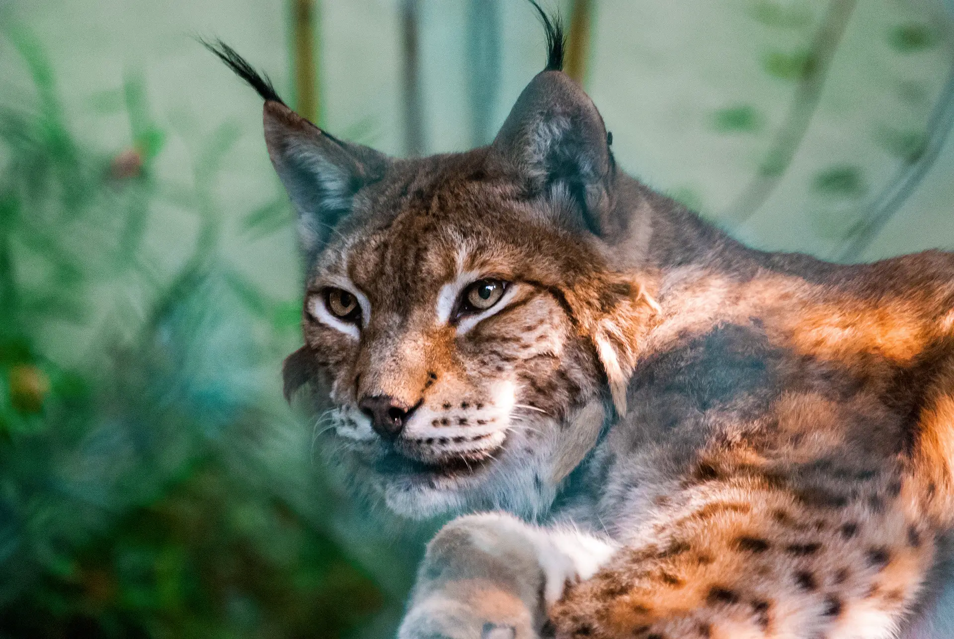 O lince-ibérico é a espécie que mais recuperou, fruto de investimento em projetos de conservação, mas as alterações climáticas podem obrigá-lo a migrar para norte