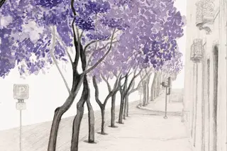 Jacarandás de Lisboa já estão a florir: roteiro e galeria ilustrada das árvores mais belas da capital