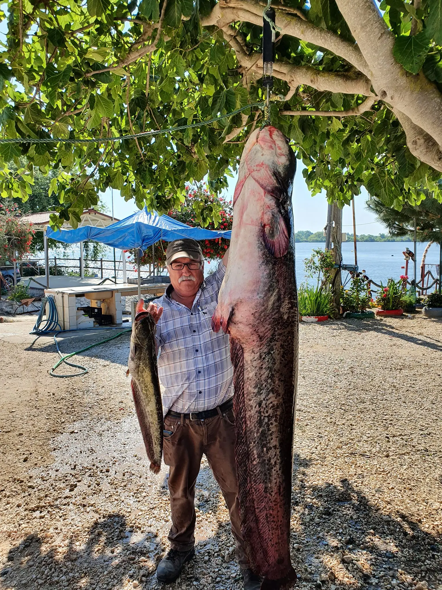 O pescador João Lobo junto ao siluro que capturou no Tejo, no início de maio, com 2,17 e 60 kg. Na mão direita tem um espécime bem menor