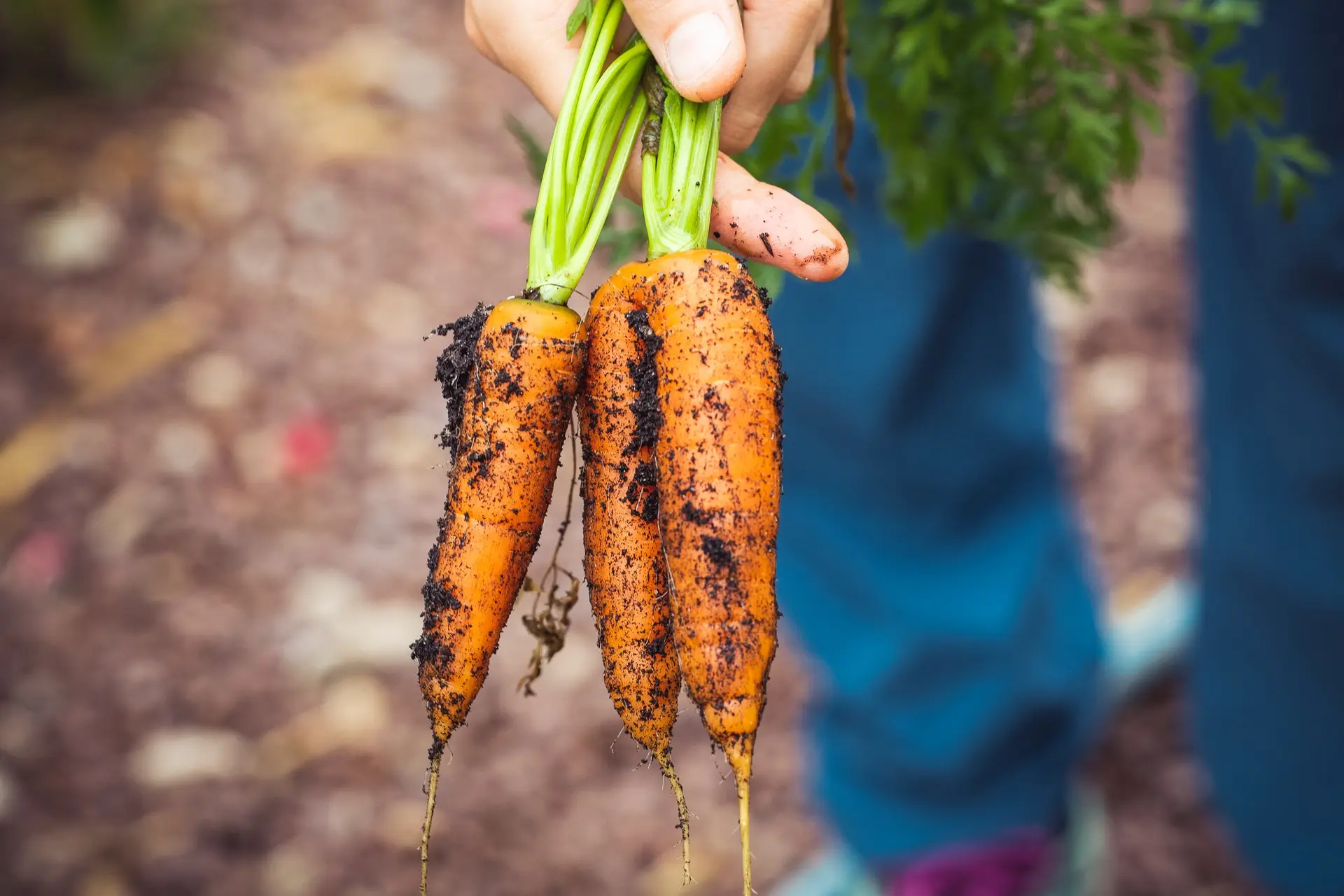 Agro-negócio: produzir mais com menos recursos é o grande desafio