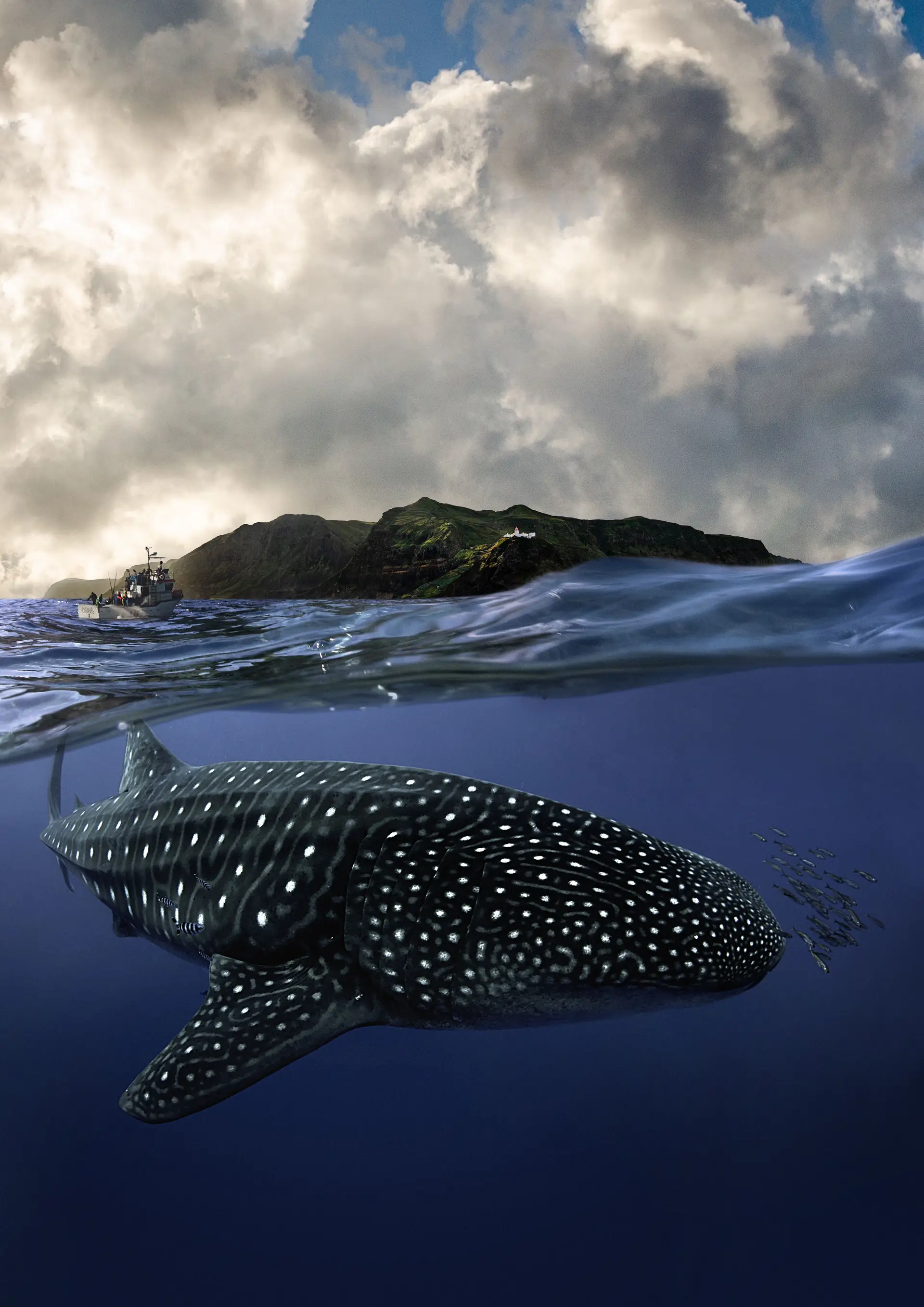 Açores: os mistérios do maior peixe do mundo revelam-se no documentário "A Ilha dos Gigantes"