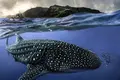 O maior peixe do mundo