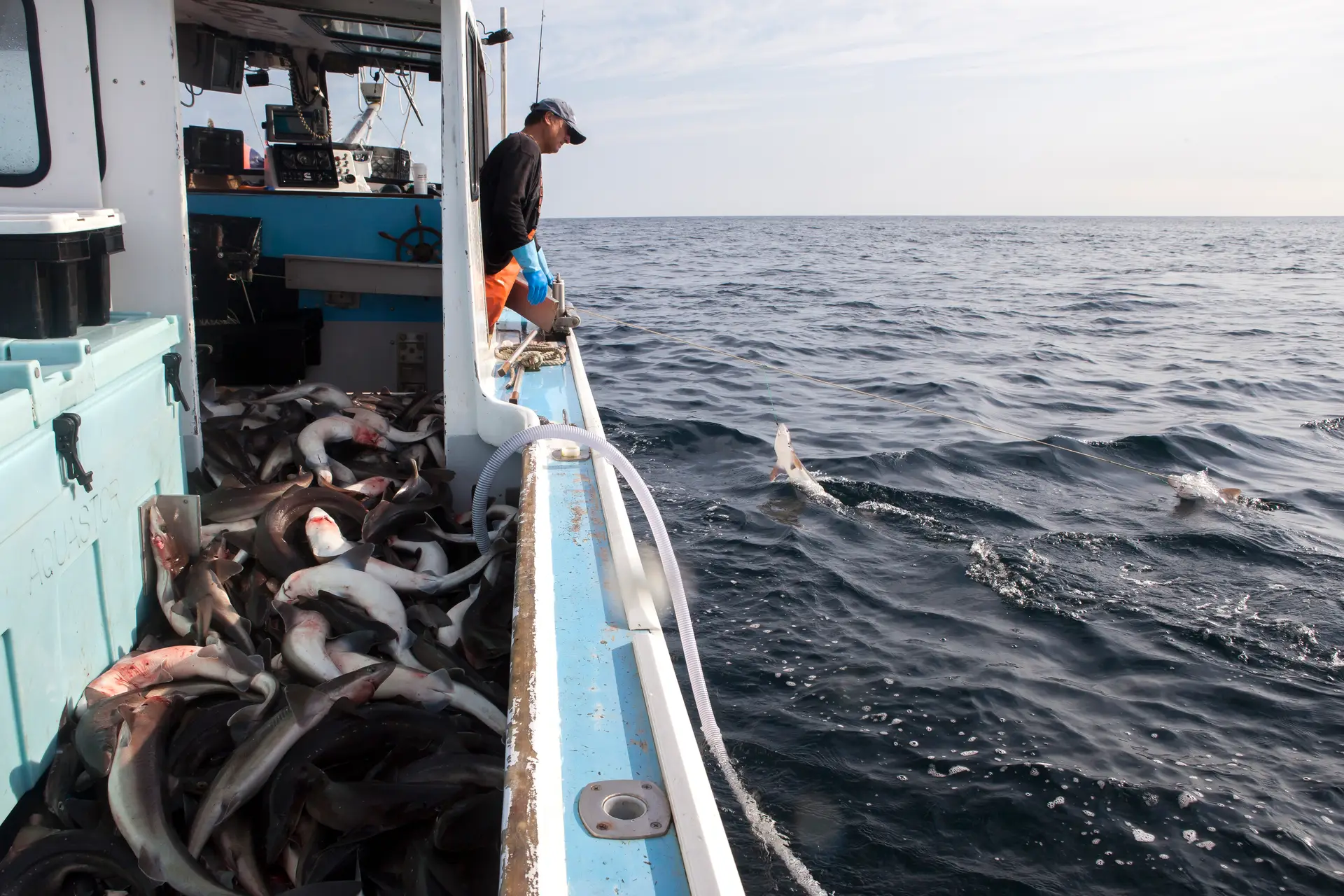 Dia mundial dos Oceanos: Economia azul representa 5,1% do PIB e 4,1% do emprego