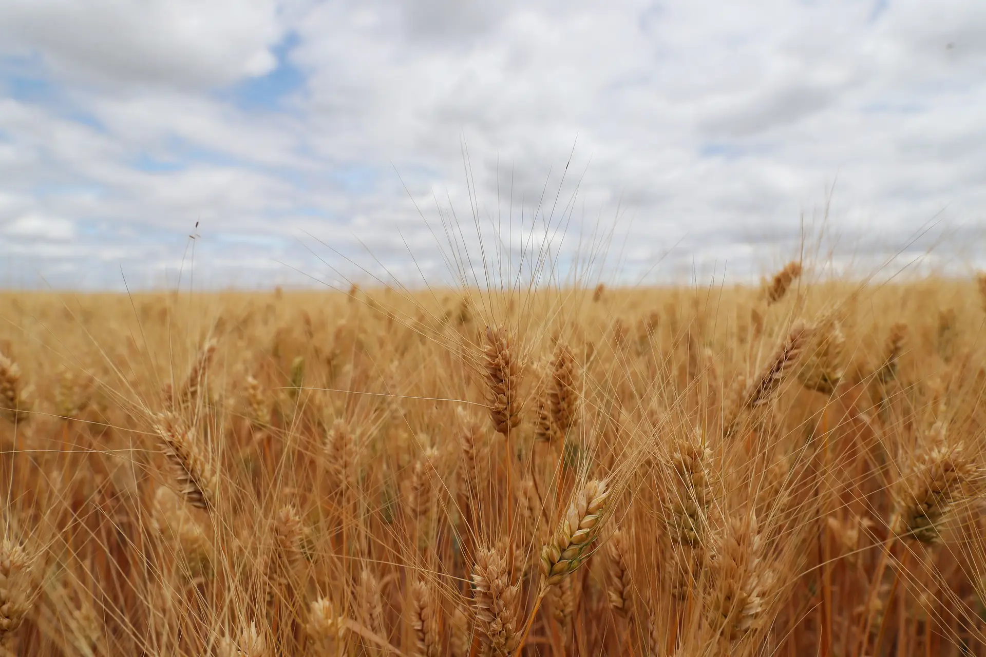 Cereais: Portugal terá segunda pior campanha de inverno dos últimos 105 anos por causa da seca