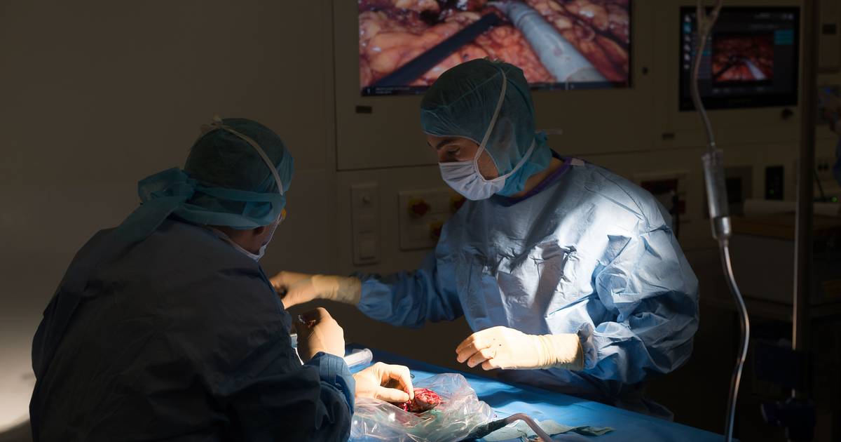 Ciênca: pela primeira vez, um rim de porco foi transplantado num homem vivo (e a diálise pode tornar-se “obsoleta”)
