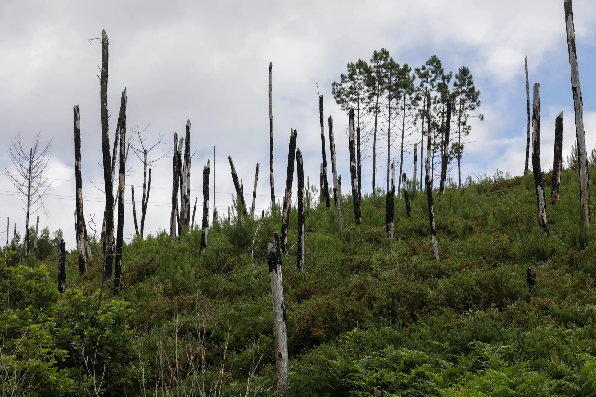 Governo dá novos prazos para dinamizar instalação de centrais de biomassa