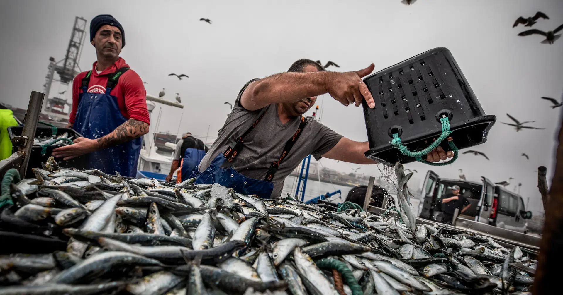 Santos Populares: o que se passa com a sardinha 
