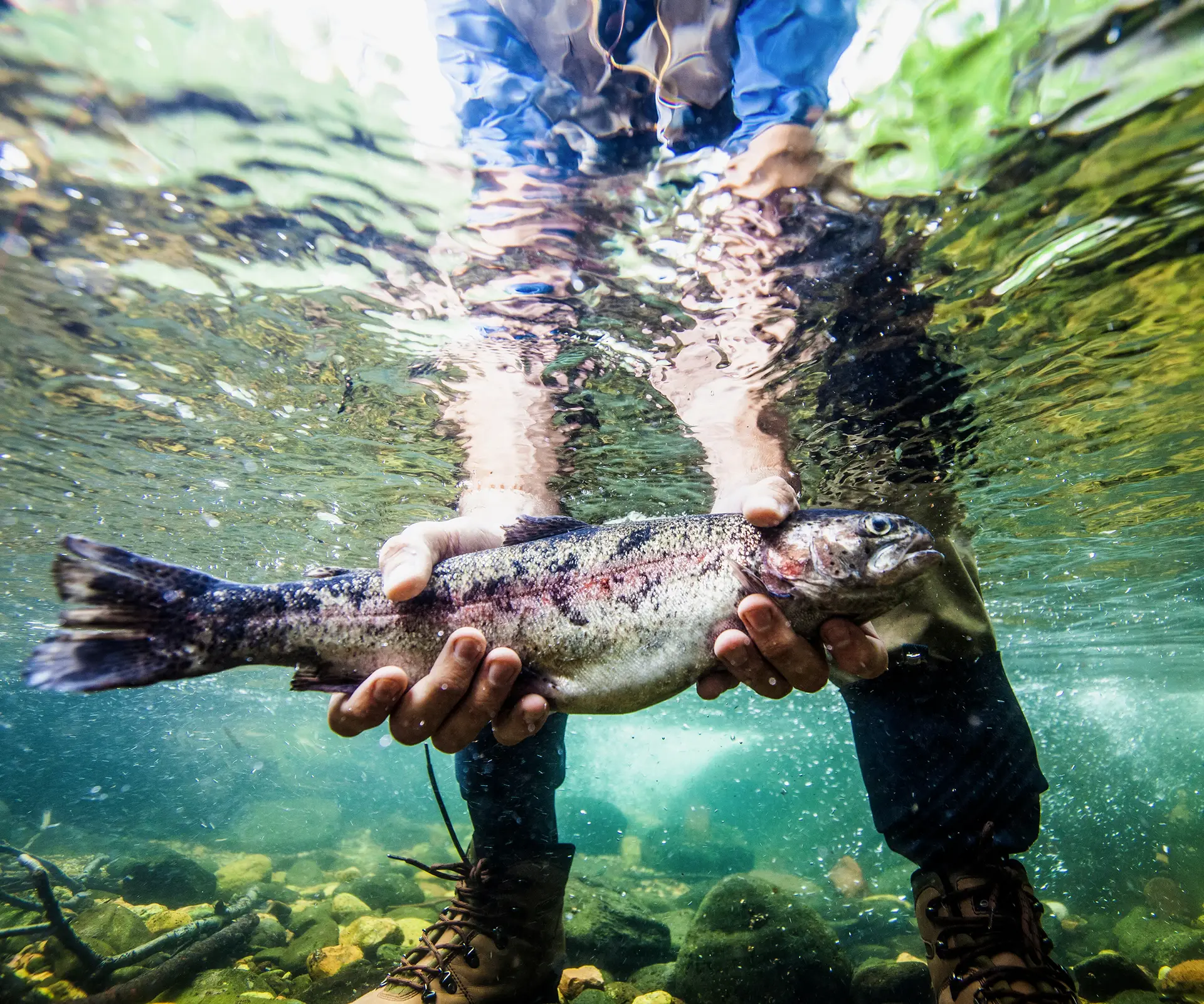 Água doce, peixe bom. Os peixes de rio são uma iguaria a (re)descobrir