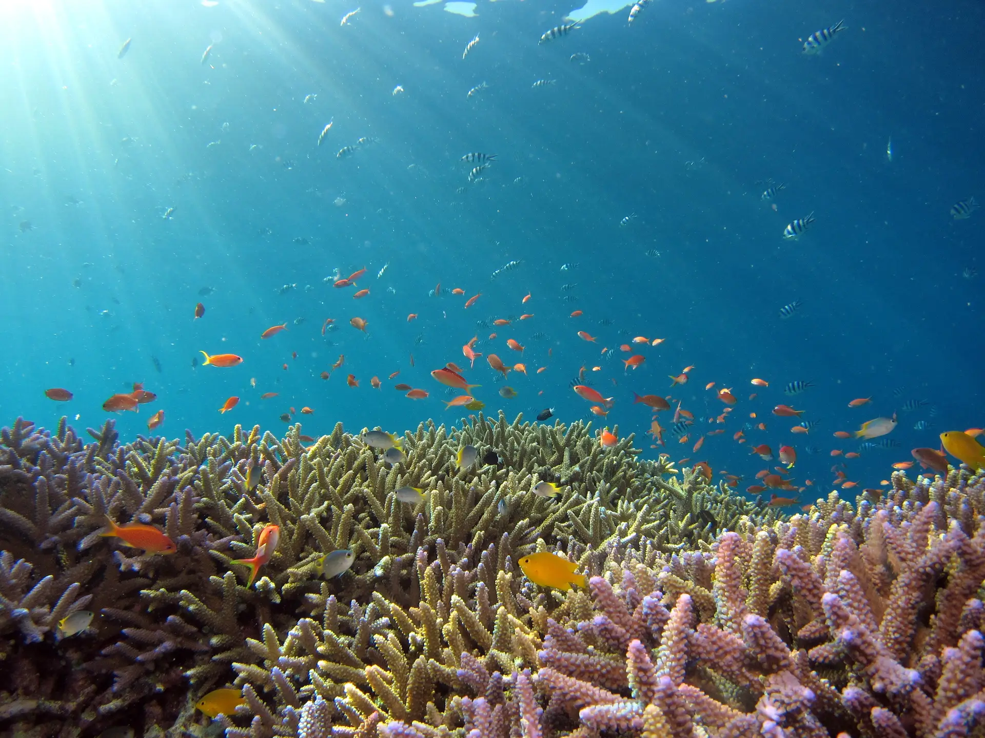 Estados Unidos juntam-se a aliança para vigiar e reverter acidificação nos oceanos