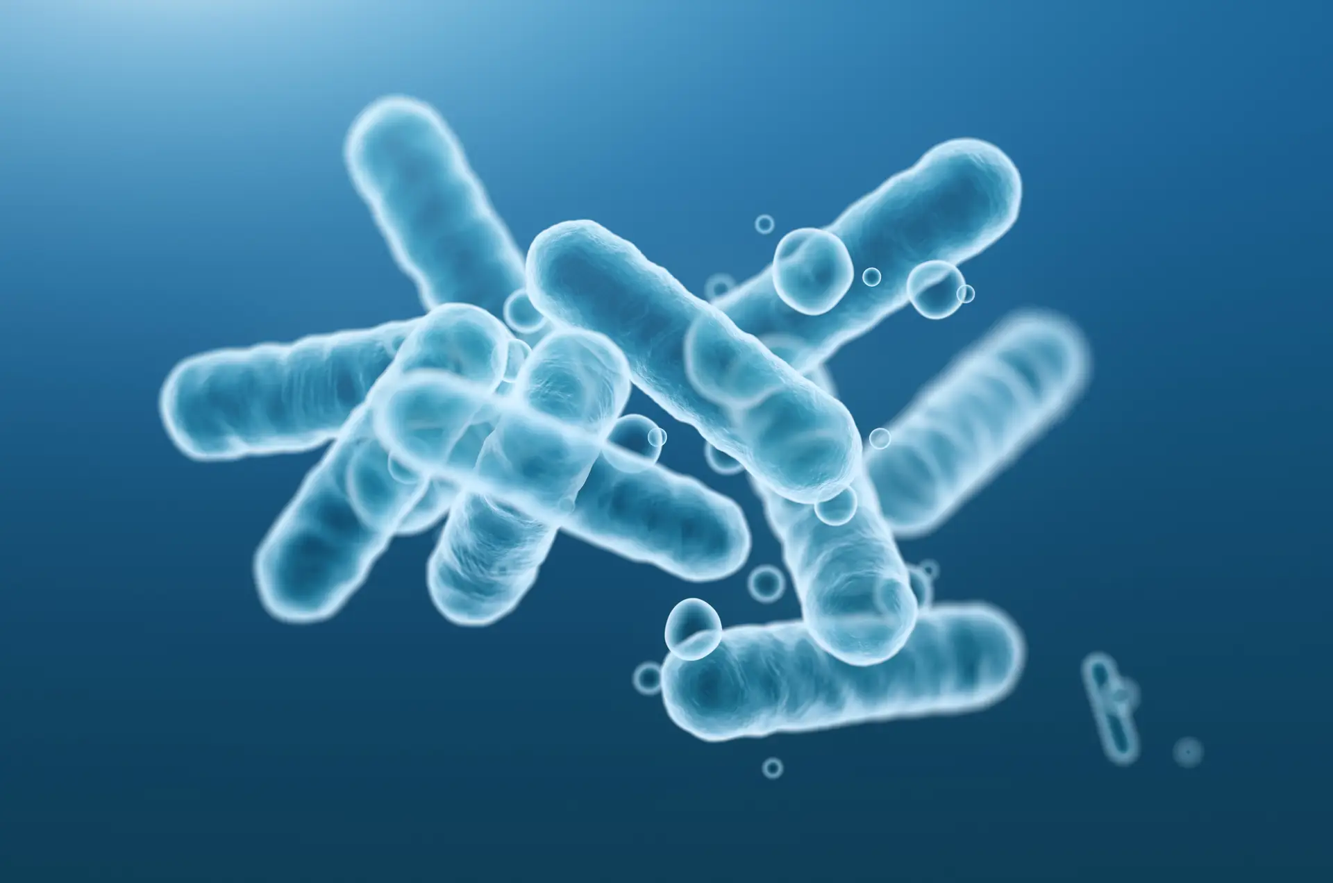 Estudo revela pela primeira vez como as bactérias evoluem no intestino numa questão de dias