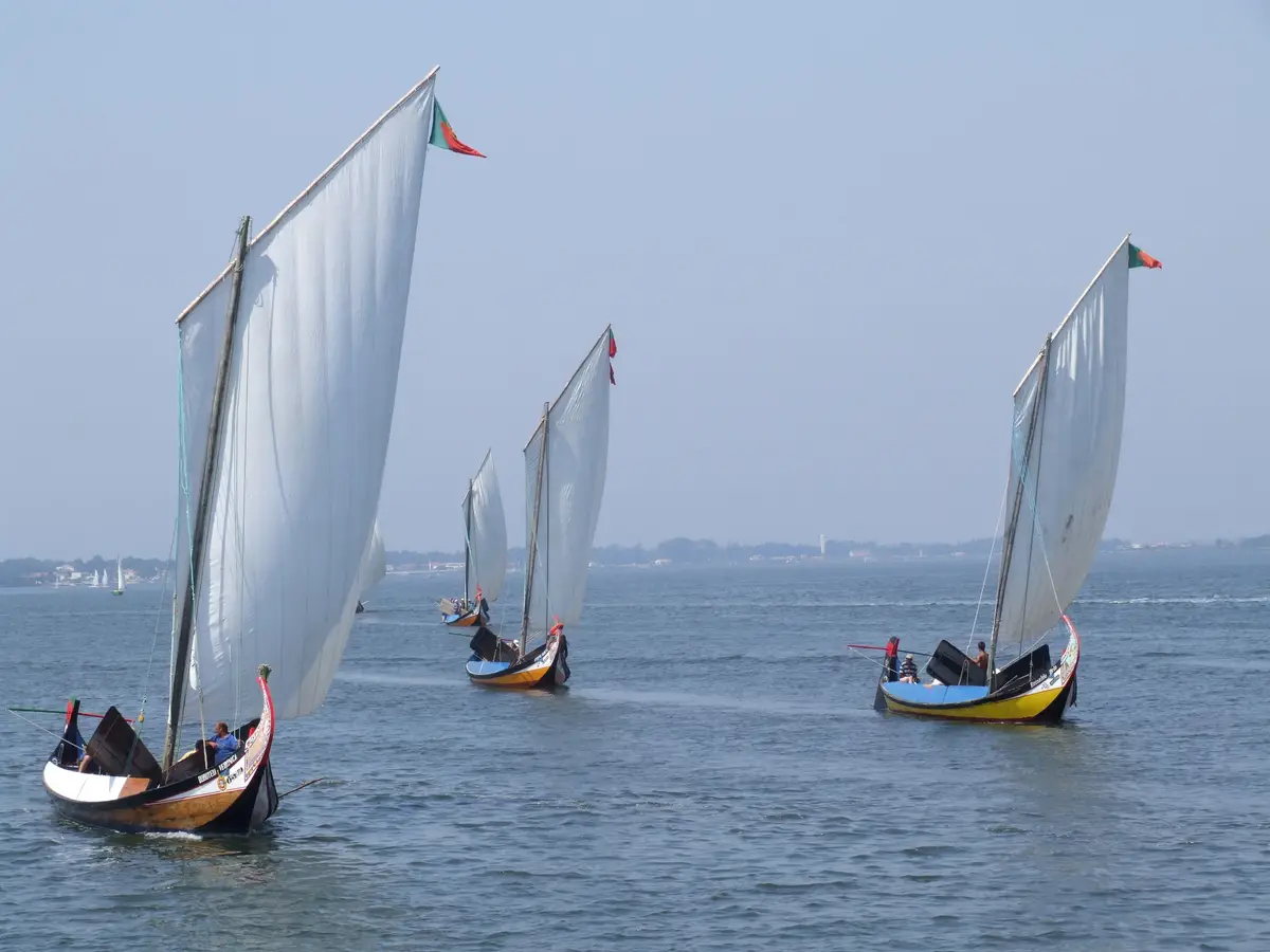 Regata de moliceiros na ria de Aveiro