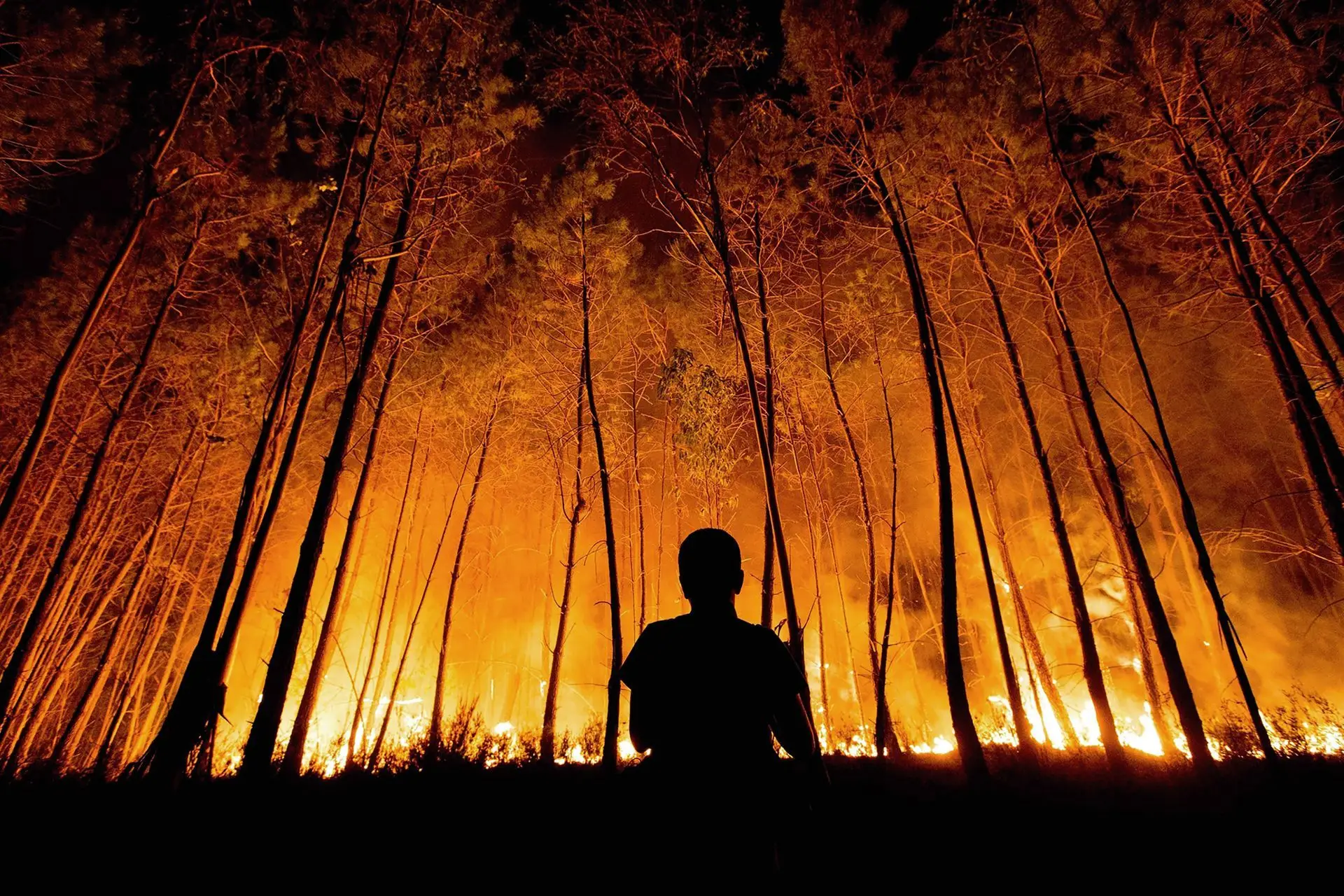 Ficar ou fugir? Um guia para saber o que fazer quando o incêndio chega