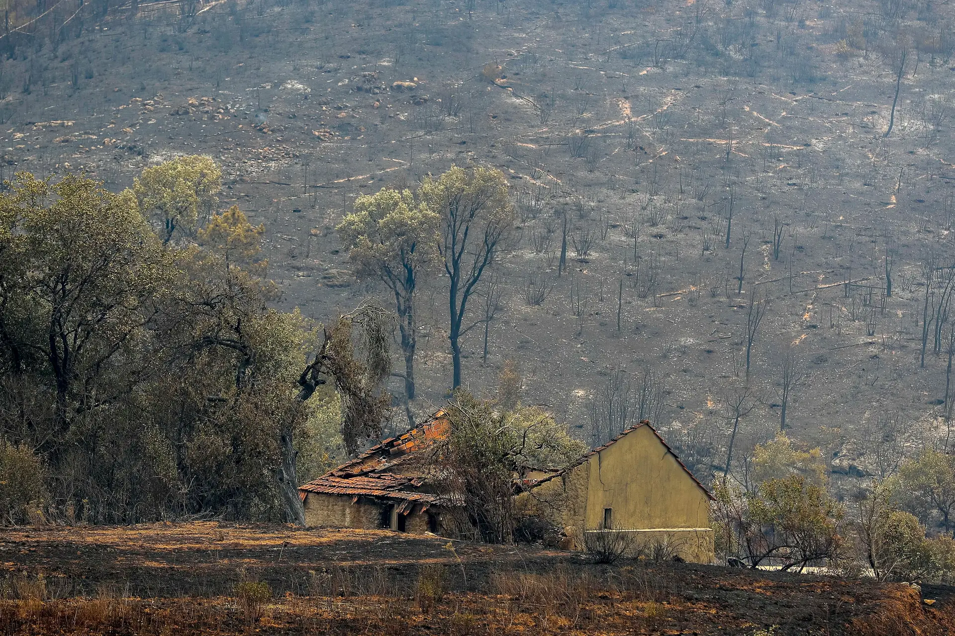 Ao minuto com vídeo. Onda de calor provocou excesso de mortalidade de 238 óbitos; sete incêndios ainda preocupam