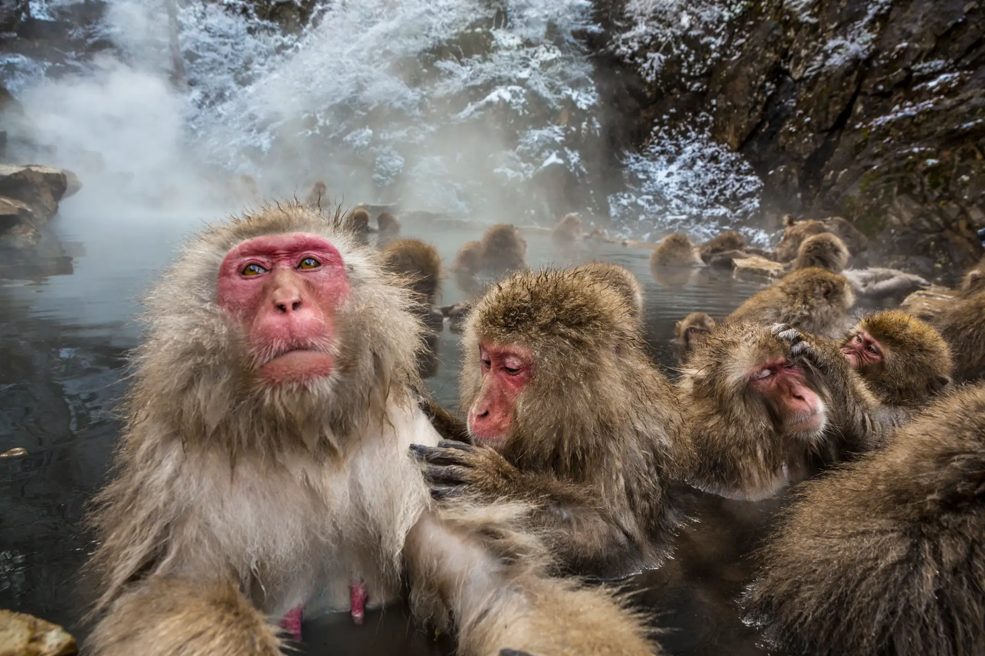 Macacos fofos se juntam para sair na foto em parque no Japão