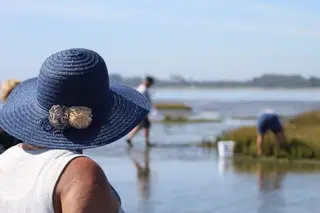 Apanha de bivalves na Ria de Aveiro