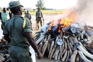 “Boss Navarra” parecia intocável, mas foi detido. Conheça o caso do maior traficante de cornos de rinoceronte em Moçambique