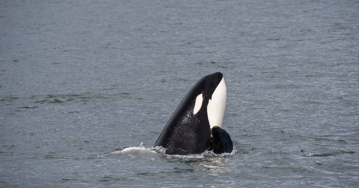 Em três anos, houve 142 incidentes entre orcas e veleiros na costa portuguesa. Velejadores e autoridades nacionais procuram soluções