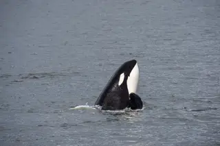 Em três anos, houve 142 incidentes entre orcas e veleiros na costa portuguesa. Velejadores e autoridades nacionais procuram soluções