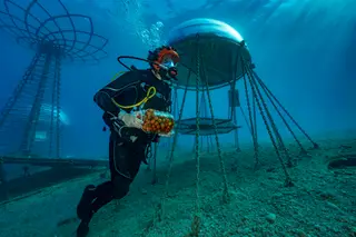 Nemo’s Garden: uma horta submersa no mar, a mais de sete metros de profundidade